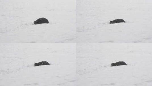 冬季猫在雪地捕猎动作猫狩猎姿势高清在线视频素材下载