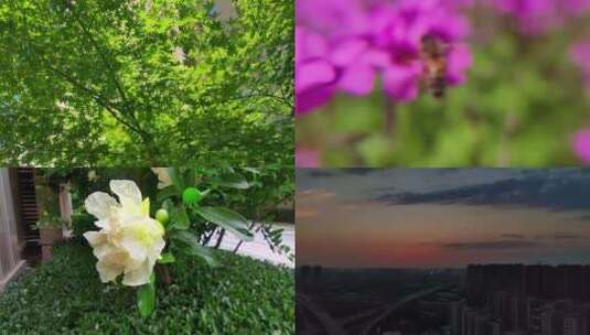 自然风景春季花草树叶实景拍摄合集高清在线视频素材下载