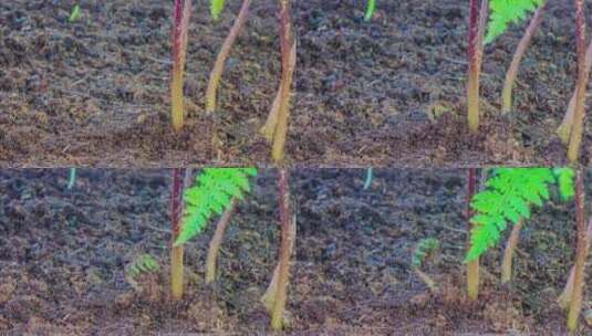 东北春天的野生蕨菜猴腿菜中药材生长延时高清在线视频素材下载