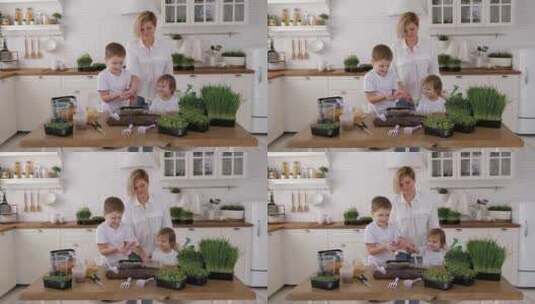 一个家庭在家里种植微绿植物，母亲和孩子给高清在线视频素材下载