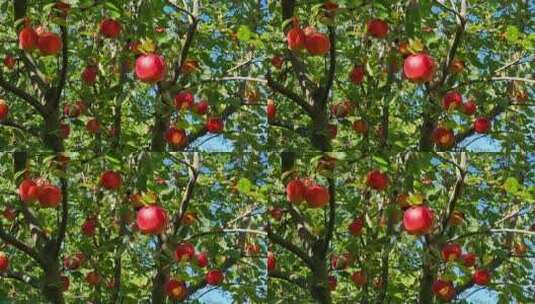 苹果树 苹果果园高清在线视频素材下载