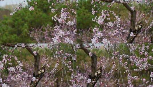 春天盛开的粉色桃花碧桃山桃花朵特写高清在线视频素材下载