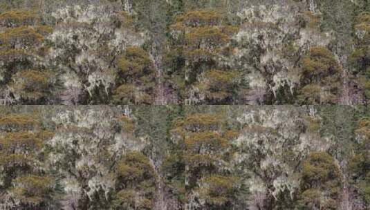 古树树木树枝附生物高清在线视频素材下载