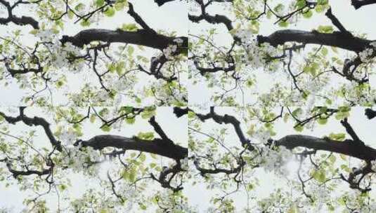 春天盛开的梨花实拍唯美画面高清在线视频素材下载