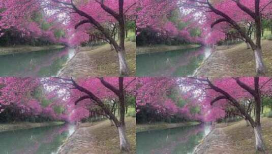 春天河边的粉色桃花高清在线视频素材下载