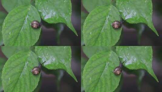 悠闲 蜗牛 缓慢爬行树叶雨水清新微距特写高清在线视频素材下载