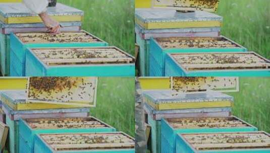 蜜蜂箱好多蜜蜂养殖高清在线视频素材下载