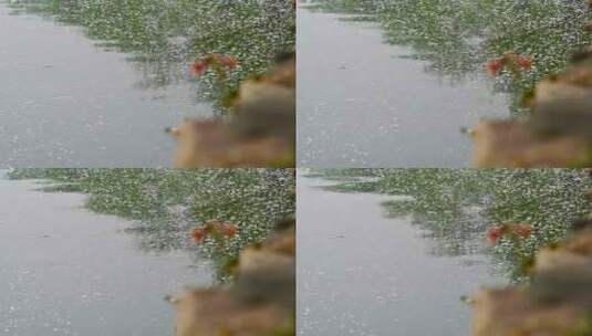 北京春天湖面日出倒影柳絮漂浮高清在线视频素材下载