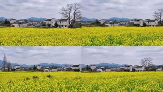 航拍安徽黟县油菜花田4K高清在线视频素材下载