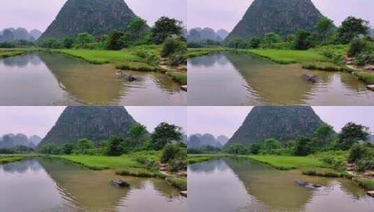 广西桂林田心村状元桥水牛在河里洗澡高清在线视频素材下载