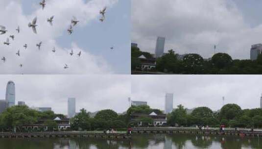 实拍城市中鸽子飞翔2高清在线视频素材下载