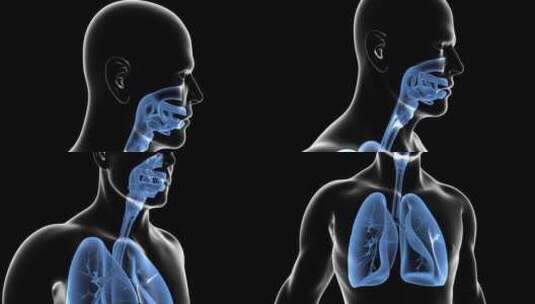 人体呼吸系统高清在线视频素材下载