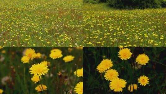 贵州省威宁县雪山镇蒲公英野花高清在线视频素材下载