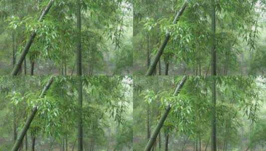 竹海竹叶沉浸式雨天滴水的竹林高清在线视频素材下载