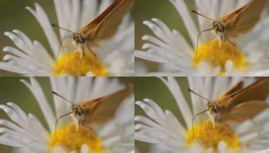 植物，叶，授粉，蝴蝶高清在线视频素材下载