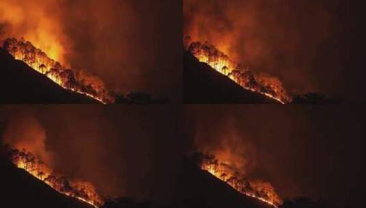 丛林中的火灾高清在线视频素材下载