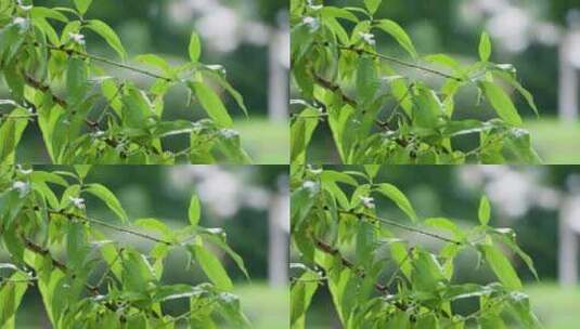 雨水打在绿色树叶上的唯美升格镜头高清在线视频素材下载