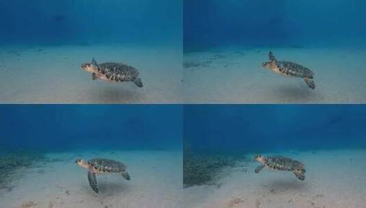 海龟，海洋，海洋生物，水下高清在线视频素材下载