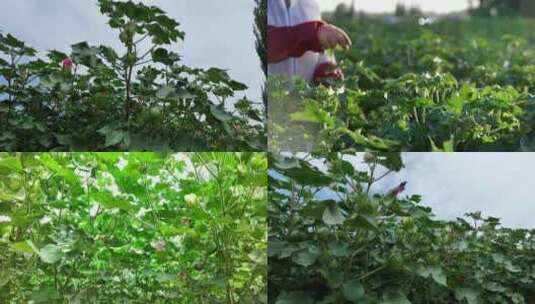 棉花打顶棉花管理棉花地高清在线视频素材下载