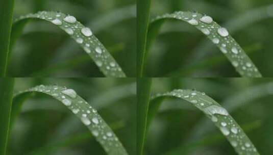 下雨天植物叶子撒行的水珠高清在线视频素材下载