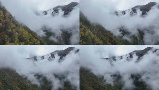 无人机航拍西藏林芝秋天高山林海云雾景观高清在线视频素材下载