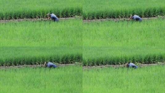 农民在水稻田里除草 拔草高清在线视频素材下载