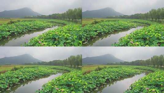 杭州湘湖十里荷塘风景航拍高清在线视频素材下载