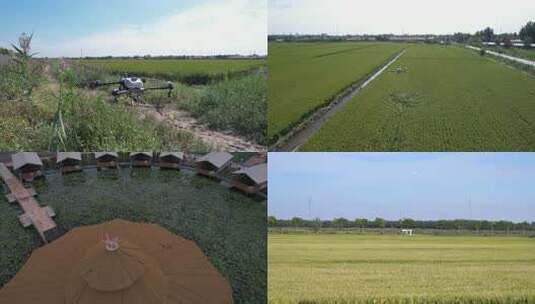 航拍 天津 小站稻 水稻 大米 生态农业 三农高清在线视频素材下载