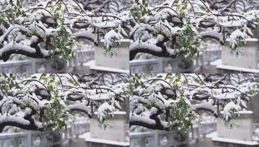 公园雪景高清在线视频素材下载