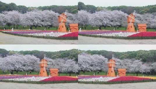 春天樱花郁金香花海风车春回大地空镜素材高清在线视频素材下载