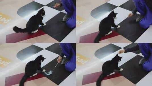 猫咪 萌宠 宠物猫 可爱 猫视频高清在线视频素材下载