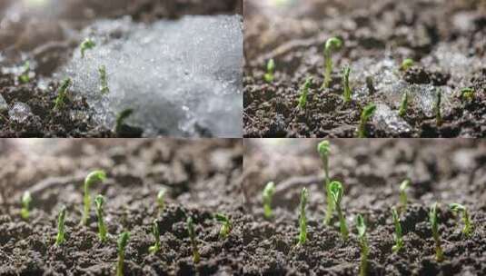 冬去春来冰雪消融植物生长种子发芽高清在线视频素材下载