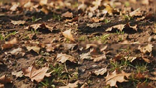 地面枯叶与新生小草特写高清在线视频素材下载