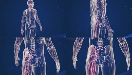 人体大收肌解剖医学3d动画高清在线视频素材下载