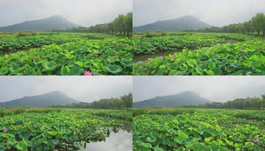 杭州湘湖十里荷塘风景航拍高清在线视频素材下载