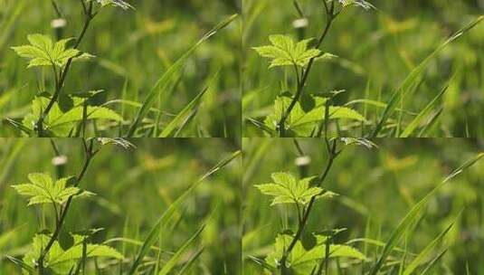 草 草地 绿色 花草 植物 实拍视频高清在线视频素材下载