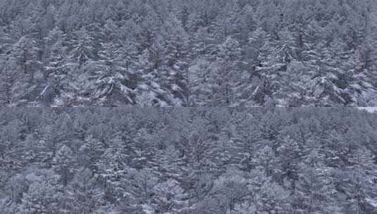 航拍东北下暴雪林海雪原威虎山高清在线视频素材下载