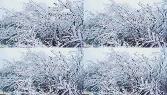 冬天雪景树林雾凇高清在线视频素材下载