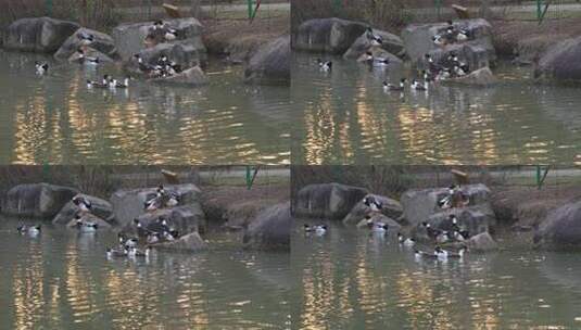 鸭子戏水游泳阳光湖水高清在线视频素材下载