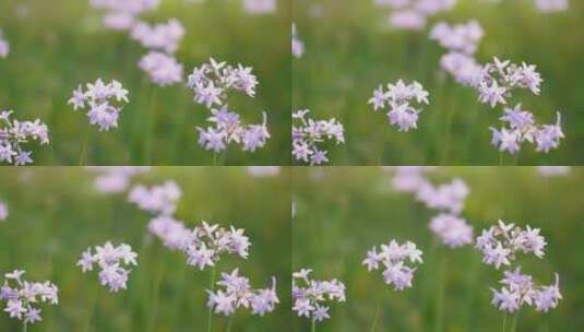 春天公园花朵绽放，唯美花朵视频素材高清在线视频素材下载
