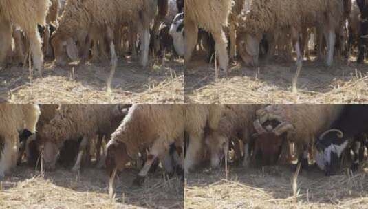 实拍羊群吃草高清在线视频素材下载