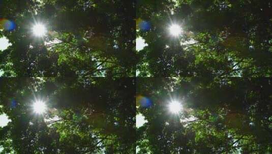 榕树绿叶阳光光芒4K超清视频高清在线视频素材下载