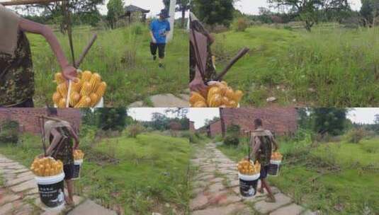 农民挑桶收玉米在石板路上行走高清在线视频素材下载