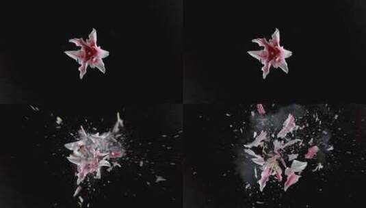 黑色背景粉红色百合花爆炸高清在线视频素材下载