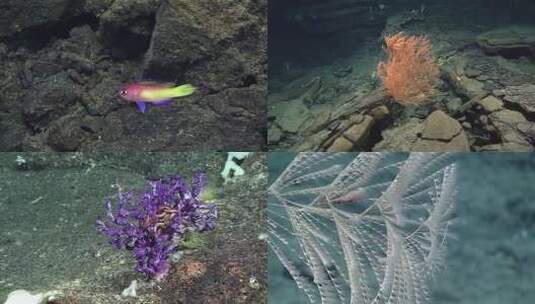 马里亚纳海沟生物多样性热点的镜头高清在线视频素材下载