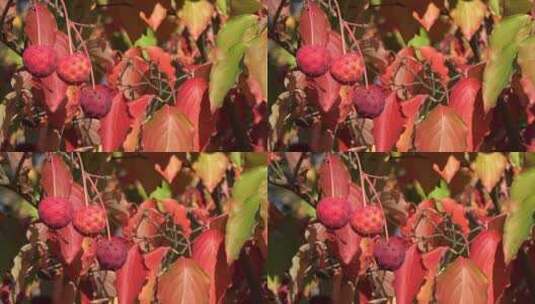 秋天灌木上的红球果实高清在线视频素材下载
