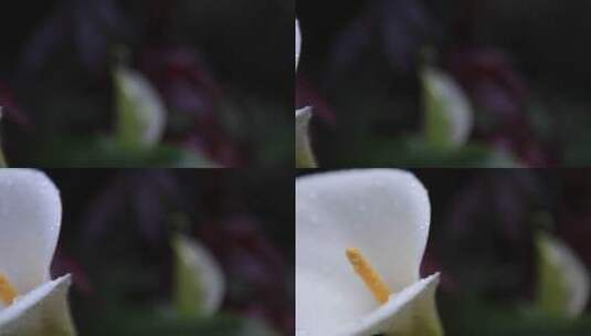 马蹄莲花瓣上的水珠高清在线视频素材下载