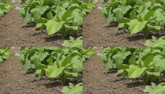 长在田里的烟草植物高清在线视频素材下载