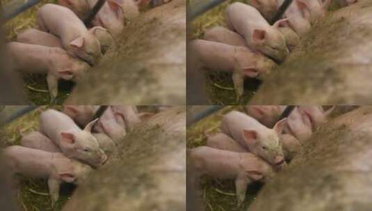 猪仔在猪圈里喝奶高清在线视频素材下载