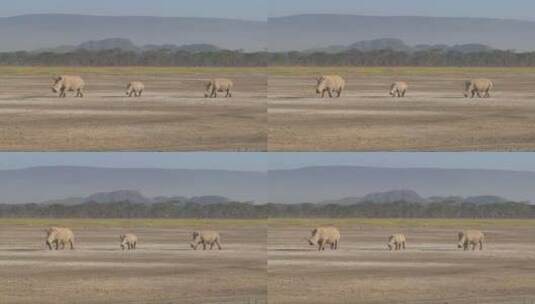 泥泞平原上的三只犀牛高清在线视频素材下载